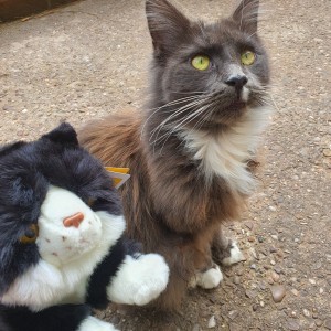 Natasha Stuart’s raffle subscription cuddly cat with Lily