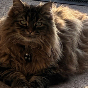 Madeline Murtagh, £5 Weekly Lottery winner “I was so happy and grateful for this opportunity to post my most beautiful cat. Her name is Prada and she is six years old. I thank you and all your colleagues around the UK who do such tremendous work.”