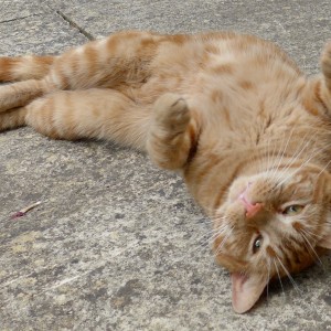 Carol Geare, £5 Weekly Lottery winner “Although the win was only £5, it meant a lot, and it lifted my spirits. I will use my win to buy my cat, Rowan, an extra treat or two.”