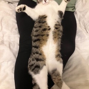 Rosemary Croucher, £150 Weekly Lottery winner “Our last three family cats, over the last 25 years, have all been from Cats Protection and have been much-loved family members. This is our little girl, Lucy, who came from Cats Protection Gosport.”