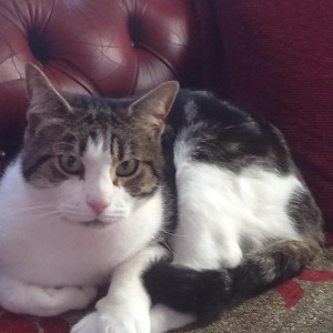 Del Bartlett, £5 Weekly Lottery winner “I got my cat, Fuzz, from Cats Protection. He is 16 now and a bit grumpy in cold weather! Keep up the good work. Thank you.”