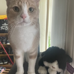 “Here's my cat Cody and his new friend!” Claire Smithson, subscription cuddly cat winner
