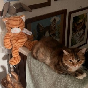 Julie Sharple’s cuddly cat settling in!