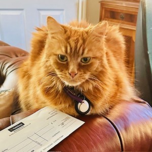 Iain Marley - “I am absolutely thrilled to have won a prize in the Christmas Cat Lovers Raffle. Lord Orange will no doubt be making sure the unexpected windfall is spent wisely on treats for him.”
