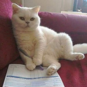 Weekly Lottery winner Ray Butler’s cat, Lily