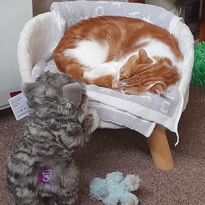 Shawna Eadie’s Fast Entry cuddly cat, who she has named Storm, with Machrie.