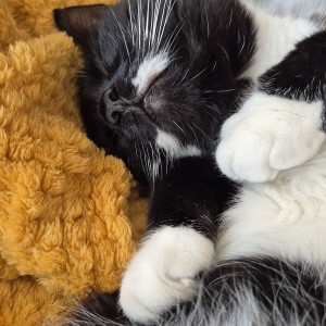 “I play the lottery as I know how much good work Cats Protection do. We've had three cats that were saved by Cats Protection and know they might not have been here without them.” Socks, belonging to Claire Cartwright, £150 Weekly Lottery winner.