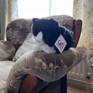 “He arrived today and sits in a similar position to our late cat Blue, whose favourite place was on an armchair. Blue was with us for six years.”  Colin Andrews, Raffle Subscription cuddly cat winner