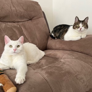 “It was a nice surprise to find out I had won £5 in your lottery. I will use it for some treats for my rescue cats, Snow and Sparkle.” - Cheryl Brown - £5 Lottery Winner