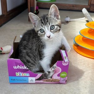 Rosemary Croucher, £150 Weekly Lottery winner “Our last three family cats, over the last 25 years, have all been from Cats Protection and have been much-loved family members. This is our little girl, Lucy, who came from Cats Protection Gosport.”