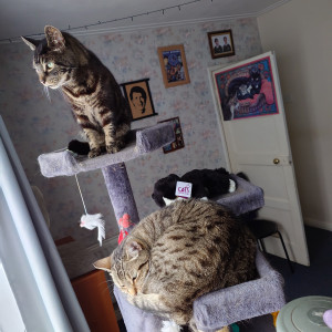 Kevin Clark, Cat Lovers Raffle subscriber  Misty and Tiger sharing their cat tree with their new raffle subscription cuddly cat.