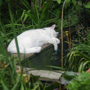 “We adopted Charlie 12 years ago when she was living rough on a local allotment site. She loves to sleep in warm places.” - Alf Milliken £5 Weekly Lottery Winner