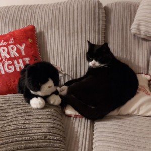 Sarah Evans - “This is a photo of my cat Rex with the cuddly cat, can you tell which one is which? They look so alike!”