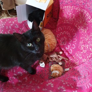 Frances' subscription cat Sam and friends
