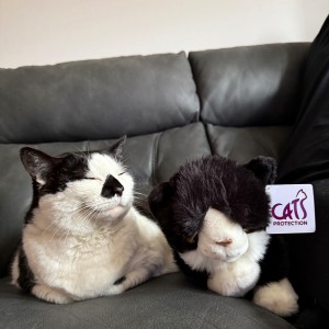 Susannah Gardiner, Cat Lovers Raffle subscriber - “Thanks for sending my cuddly cat toy as part of the Cat Lovers Raffle. My Cats Protection rescue, Bobbins, has already made friends!”