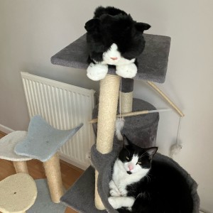 “Thank you very much for my Cuddly Cat. I have named him Treacle and as you can see, he is settling in with Tilly my rescue cat from Cats Protection.” - Lilian Wickstead
