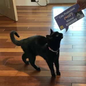 Weekly Jackpot £1k winner Marie-Claire's cat Torba
