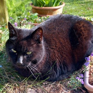"Arlo is our lovely boy who found us in 2020. A vet visit found he had no microchip, and we couldn't trace any local owner.  He has never left us." Vanessa Lindsey – Spring Raffle £10 winner