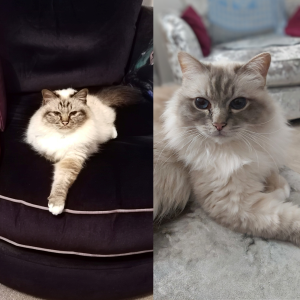 Lina Ferguson, £10 Summer Raffle winner "Cats Protection is a charity so close to my heart because of the amazing work you do. These are my two cats, Ari and Sapphire. Playing the lottery is such a great way to support a cause I care deeply about!"