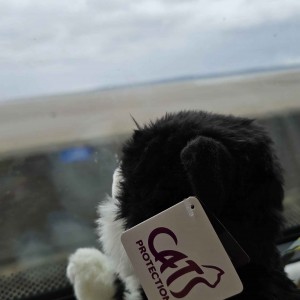 “Thank you so much for my cuddly cat. As I was going on the train to visit my grandchildren, I took the cat, and they have named him Benjamin.” Christine Adshead, Cat Lovers Raffle subscriber.