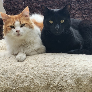 Paula Curryer, £5 Weekly Lotter winner -  “Thank you so much, it's lovely to know that I've won but especially that I'm supporting such a fantastic cause. Mr Whiskas and Loki Bear are lucky to be in a loving environment.”