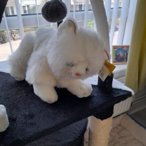 Margaret Northam's cuddly cat