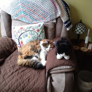 Jeff Rolland’s subscription cuddly cat named Teasel, getting to know Daisy.