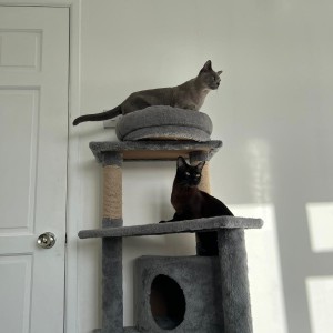 Jane Stacey’s cats, Maisie and Lulu. - Jane Stacey - £25,000 jackpot Summer Raffle winner
