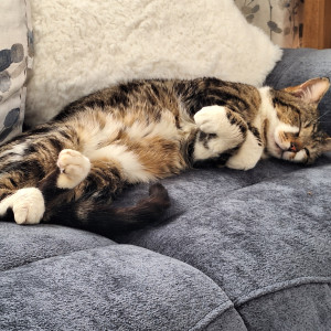 Anne Maynard, Cat Lovers Raffle subscriber “Thought you might like to see the cat I adopted from Cats Protection Surrey Cat Centre recently. He is called Cody, is three, and has settled in very well.”