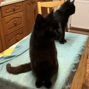 Pamela Mason, £10 Autumn Raffle winner - Pamela’s cats, Kernie, 18, and Tike, 11, ready at the table for tea!