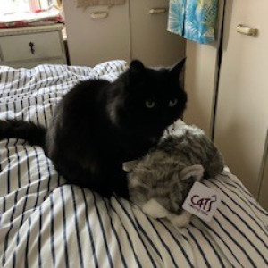 Judith Richardson and Susan Woollam, Fast Entry cuddly cat winners "Thank you for our cuddly cat, Cuddles! Both our Billy (pictured) and Dolly cats love to play with Cuddles! Thank you Cats Protection for your wonderful work."