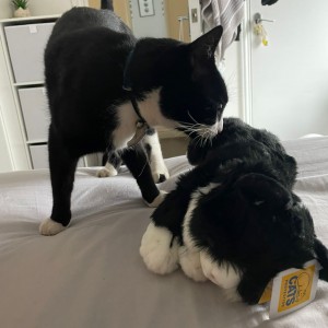 Lesley's cat Merlin and new friend