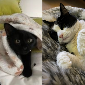 Lisa Kaye, £5 Weekly Lottery winner “It was lovely to hear that I had won in the Weekly Lottery. It has also given me great pleasure to donate my winnings back to Cats Protection. It means so much to me to know it will help even more cats.”