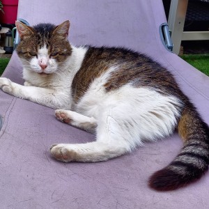George, belonging to Debbie Shrimpton, Cat Lovers Raffle player.