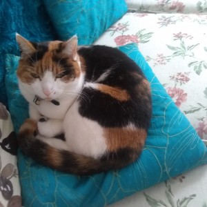 Sarah Hughes cat, Bundle