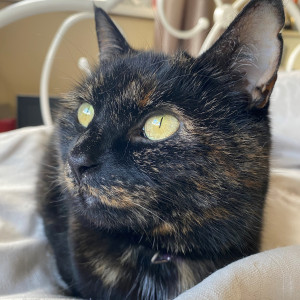 Lauren Howell, £5 Weekly Lottery winner "I won £5 on the Cats Protection Lottery which was lovely and a cute surprise. It will definitely be spent on my tortoiseshell cat, Buttercup! Thank you for all you do."