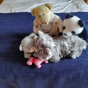 Anne Roberts’ Fast Entry Cuddly Cat toy with friends! She has named them Tudge. 