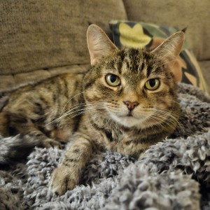 “We adopted Solly from the Berkshire Cat Centre. Solly's story broke our hearts, and we were so pleased Cats Protection could help her.” - Andy Cook - £5 Lottery Winner
