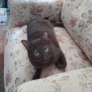 Jackie Nash, £5 Weekly Lottery winner - “I will share my winnings with my lovely rescue cat Freddie, looking svelte and intelligent in the photo.  He will get chicken treats, and I'll have some Easter chocolate to celebrate. Thank you, Cats Protection!”