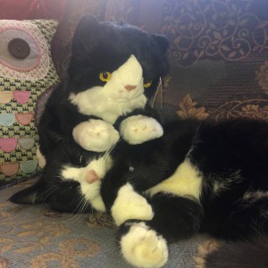 Ellie's beautiful cat with her Cat Lovers Raffle subscription toy cat