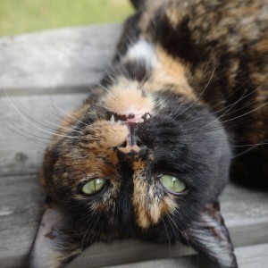 Tanya Henry, £10 Christmas Raffle winner Tanya’s cat, Spook.