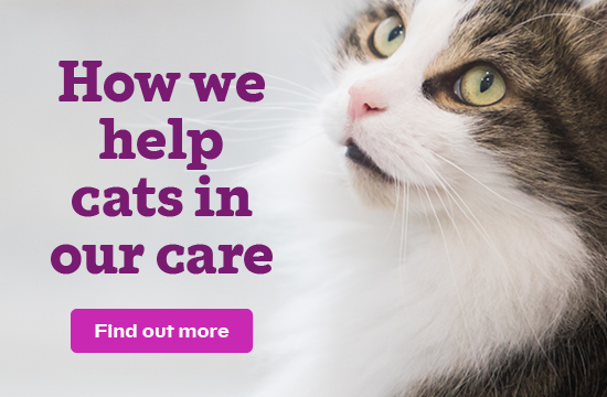 How we help cats in our care.